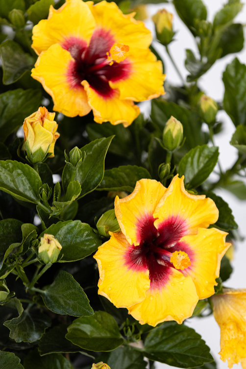 Hollywood Hibiscus® Rico Suave™ - Quart