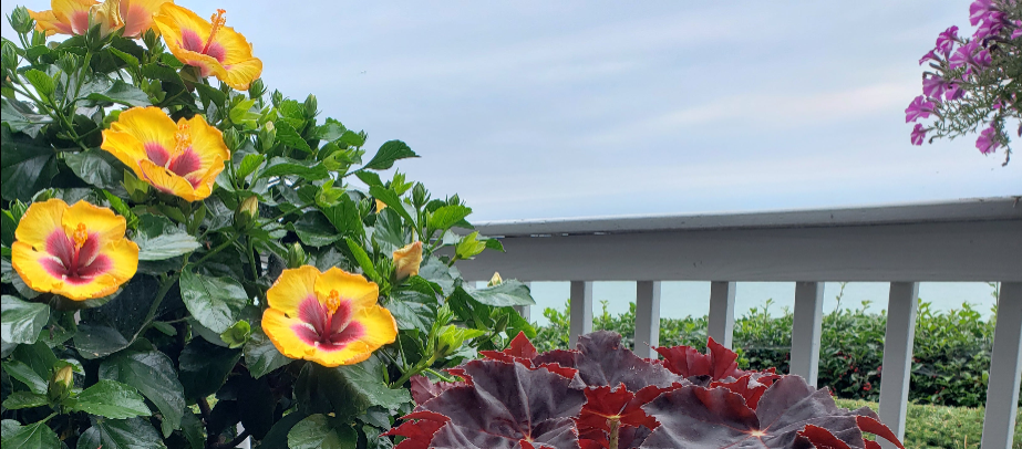 Hollywood Hibiscus® Rico Suave™ - Quart