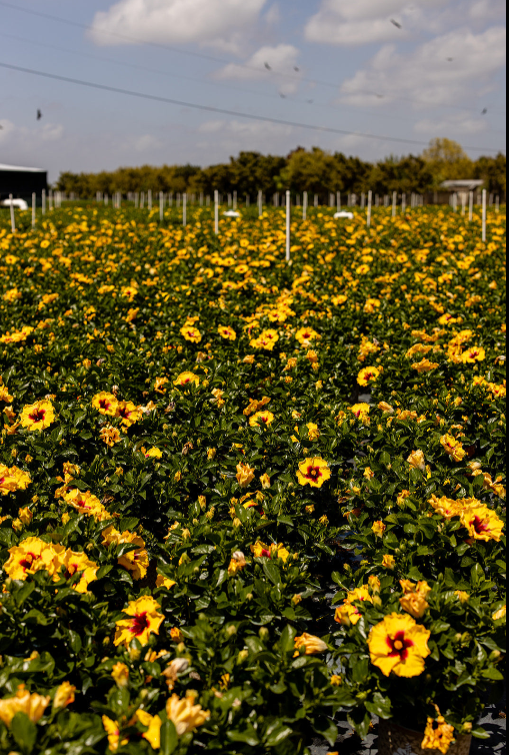 Hollywood Hibiscus® Rico Suave™ - Quart