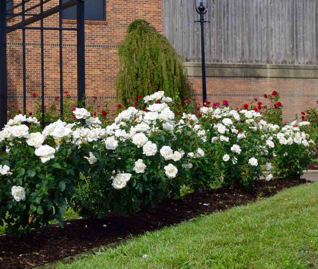 Rose My Bouquet® Shirley's Bouquet™ - 2 Gallon