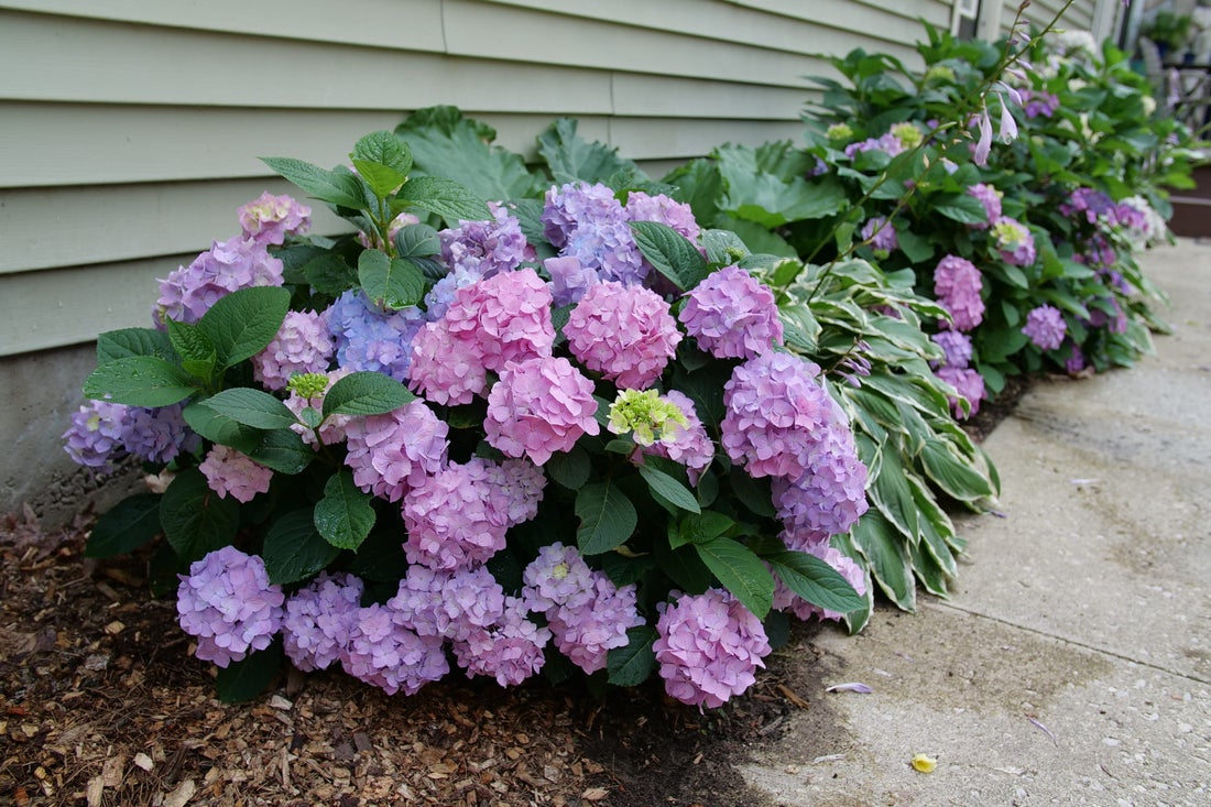 Hydrangea mac. Let's Dance Sky View® - 2 Gallon