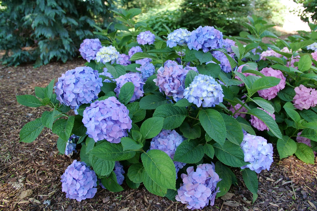 Hydrangea mac. Let's Dance Sky View® - 2 Gallon