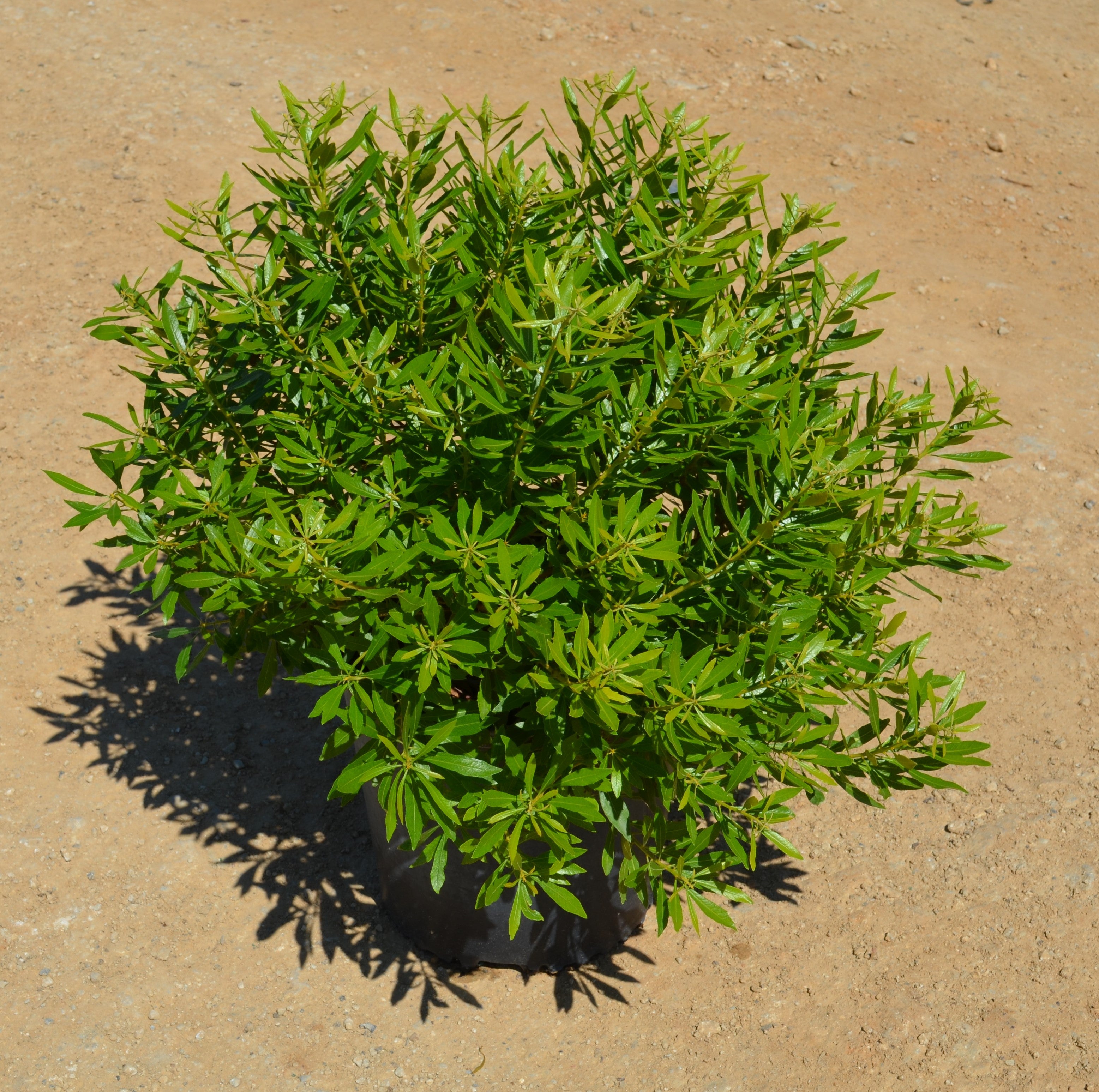 Southern Comfort -Southern Wax Myrtle - 2 Gallon