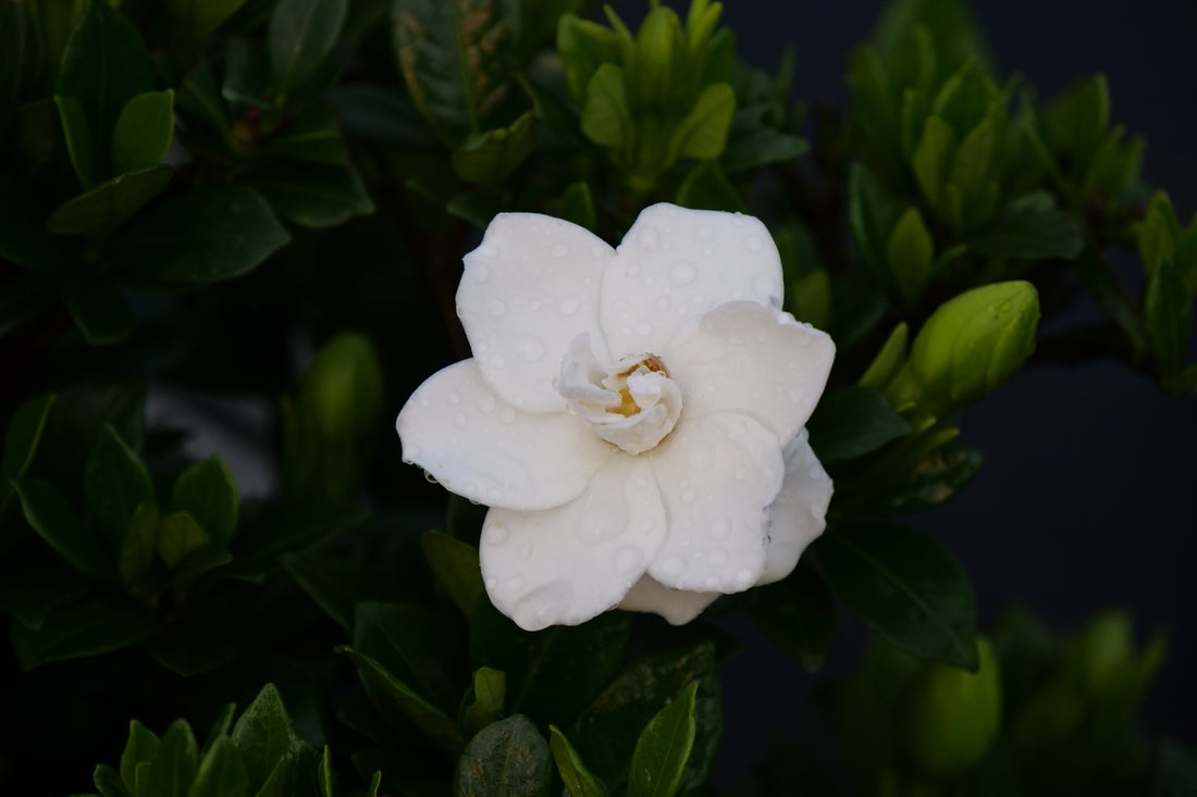 Gardenia Steady As She Goes® - 2 Gallon | J. Berry Nursery