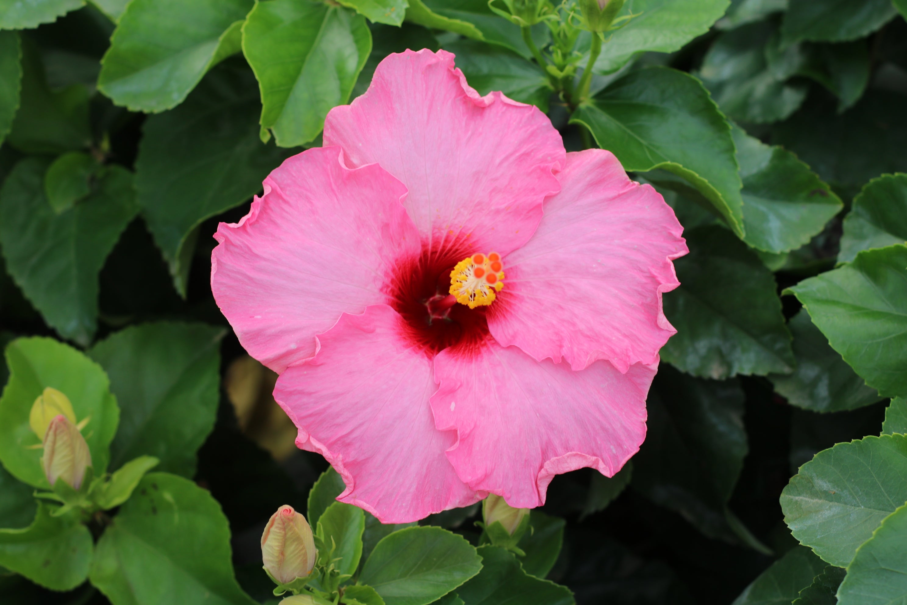 Hollywood Hibiscus® Talk of the Town™ - 1 Gallon