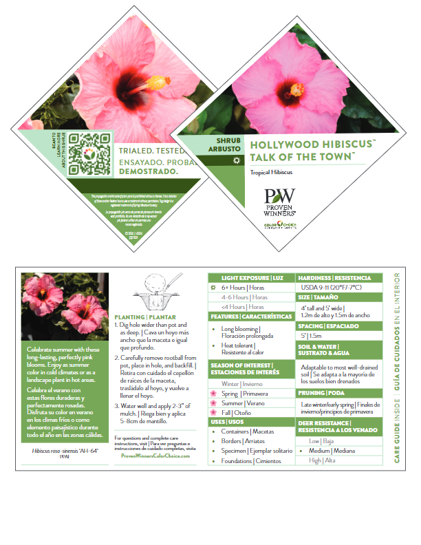 Hollywood Hibiscus® 'Talk of the Town™' - Quart