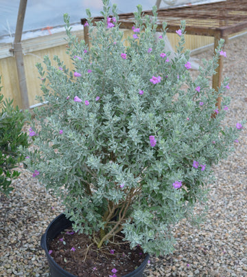 house plants san antonio Texas Sage San Antonio Rose - 2 Gallon