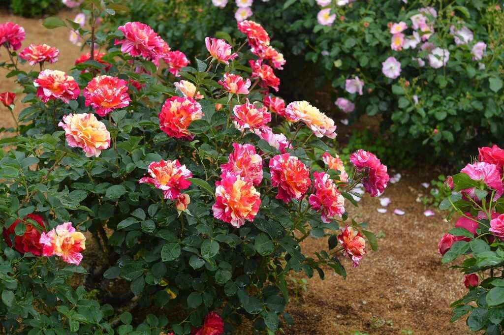 Rose My Painters® Maurice Utrillo™ - 2 Gallon