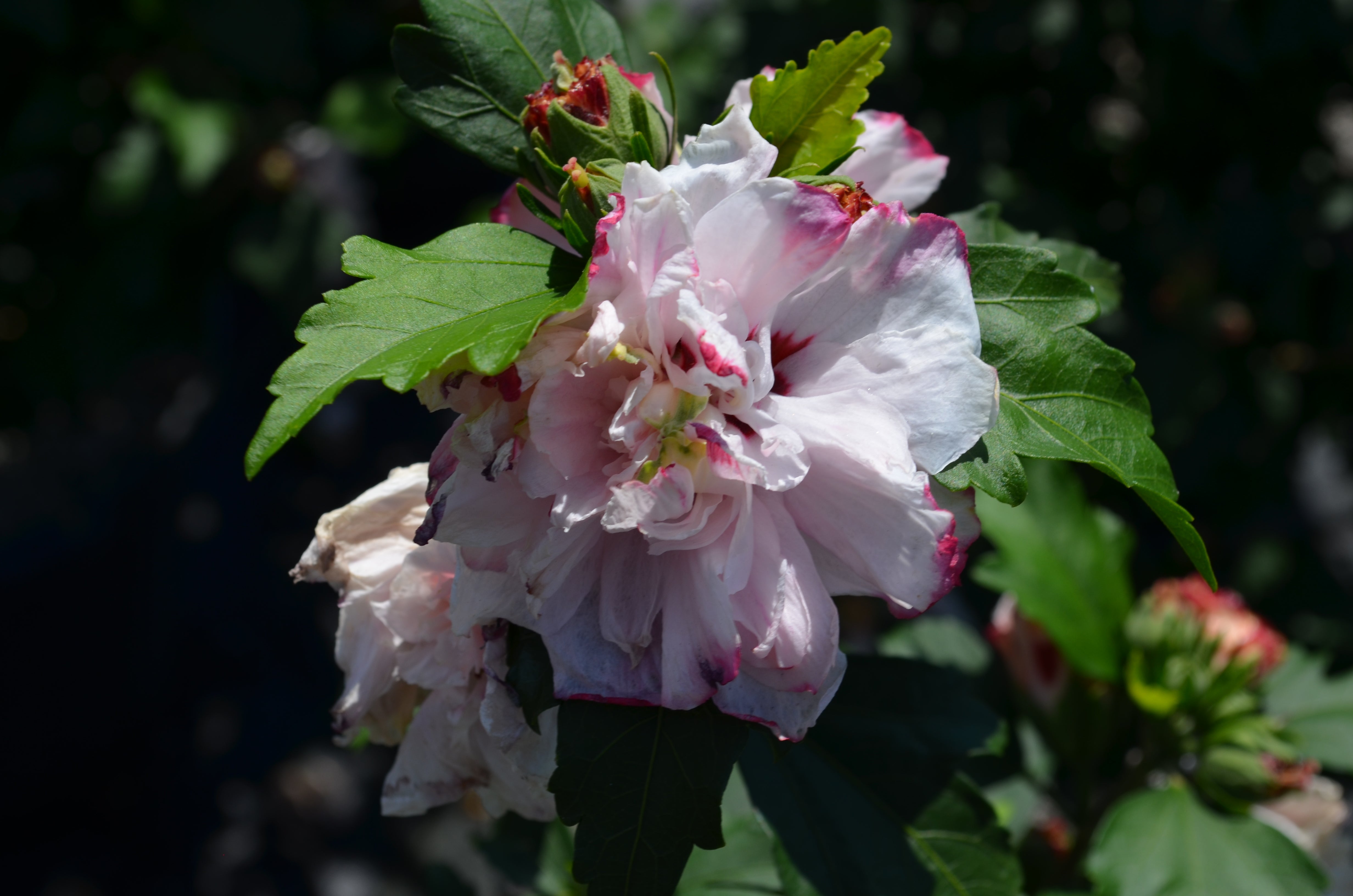Althea Rose of Sharon Cotton Candy - 2 Gallon