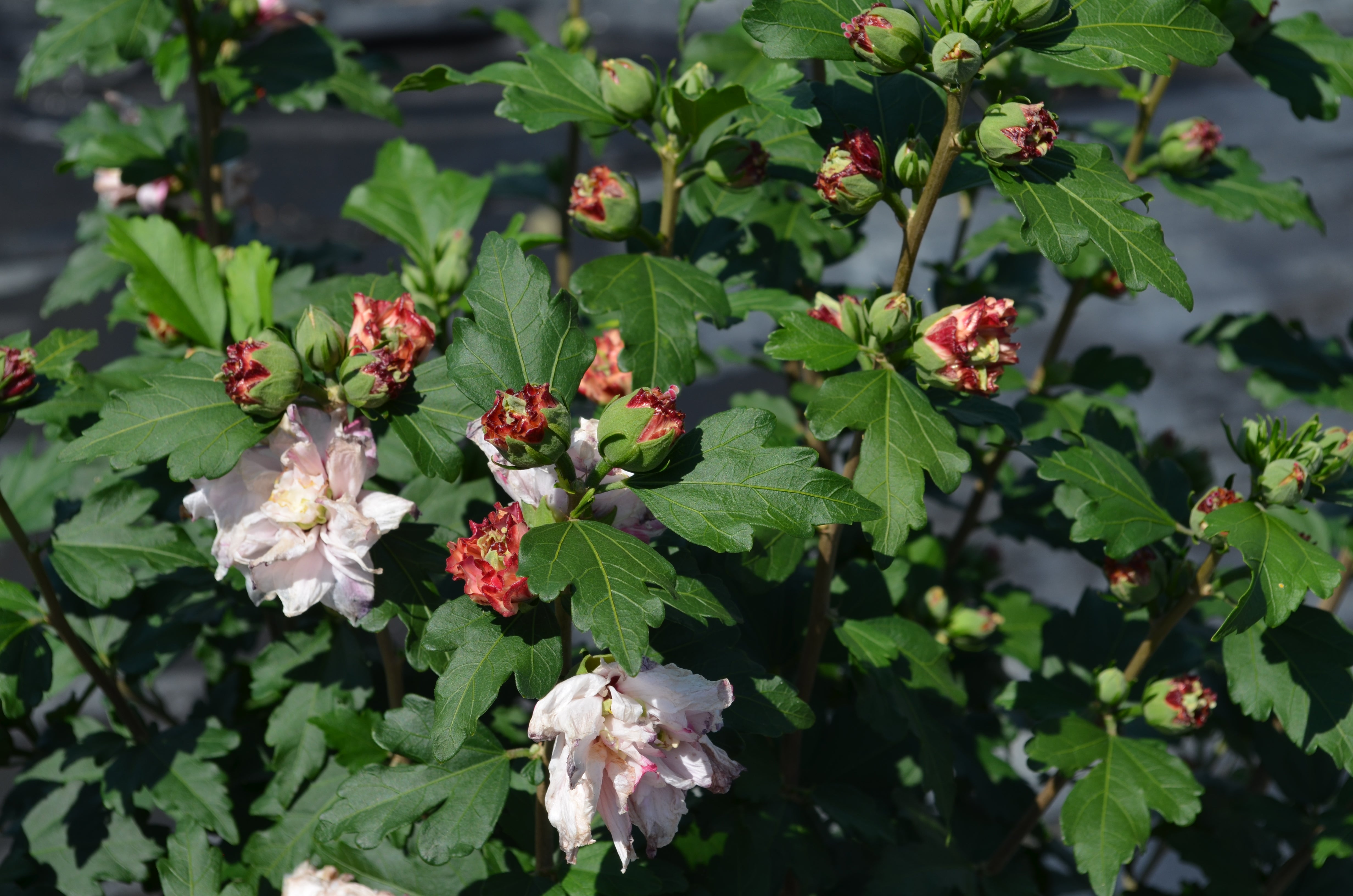 Althea Rose of Sharon Cotton Candy - 2 Gallon