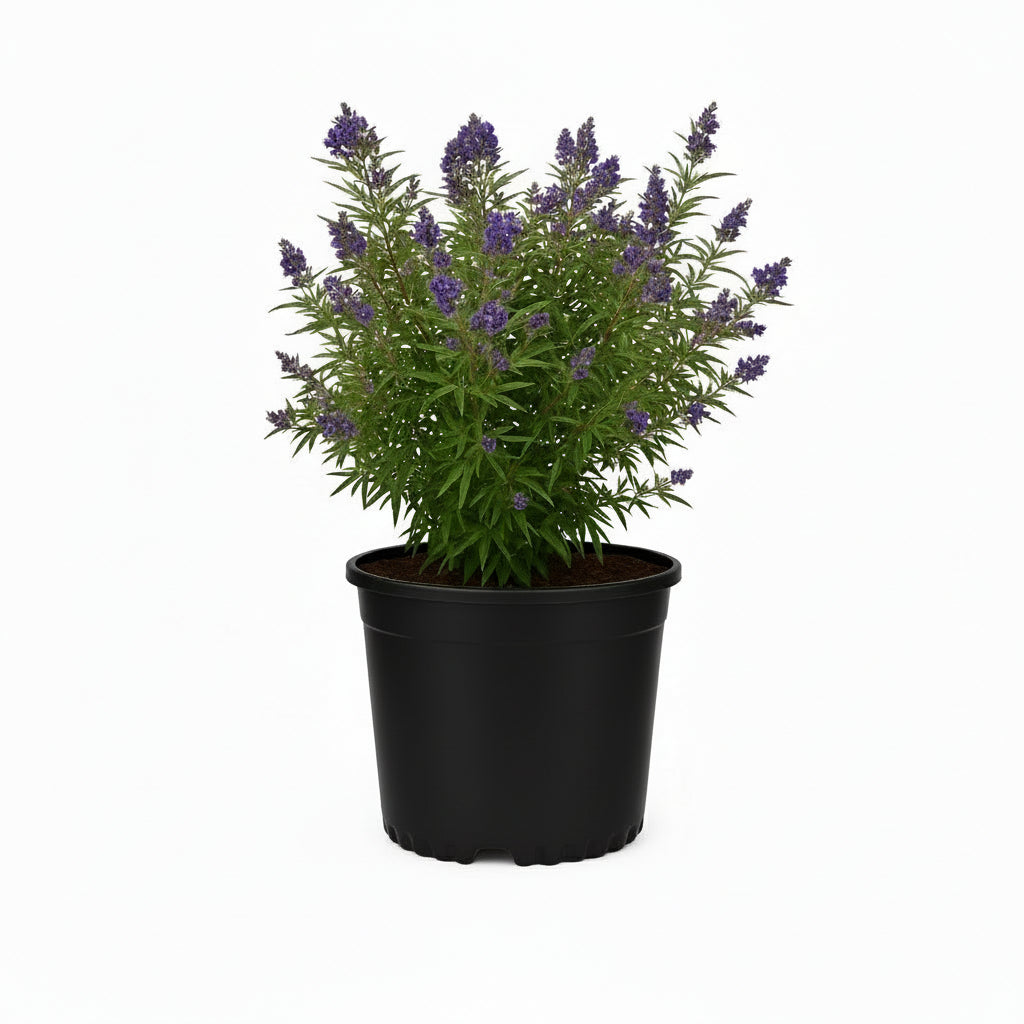 Vitex Busy Bee™ - 2 Gallon