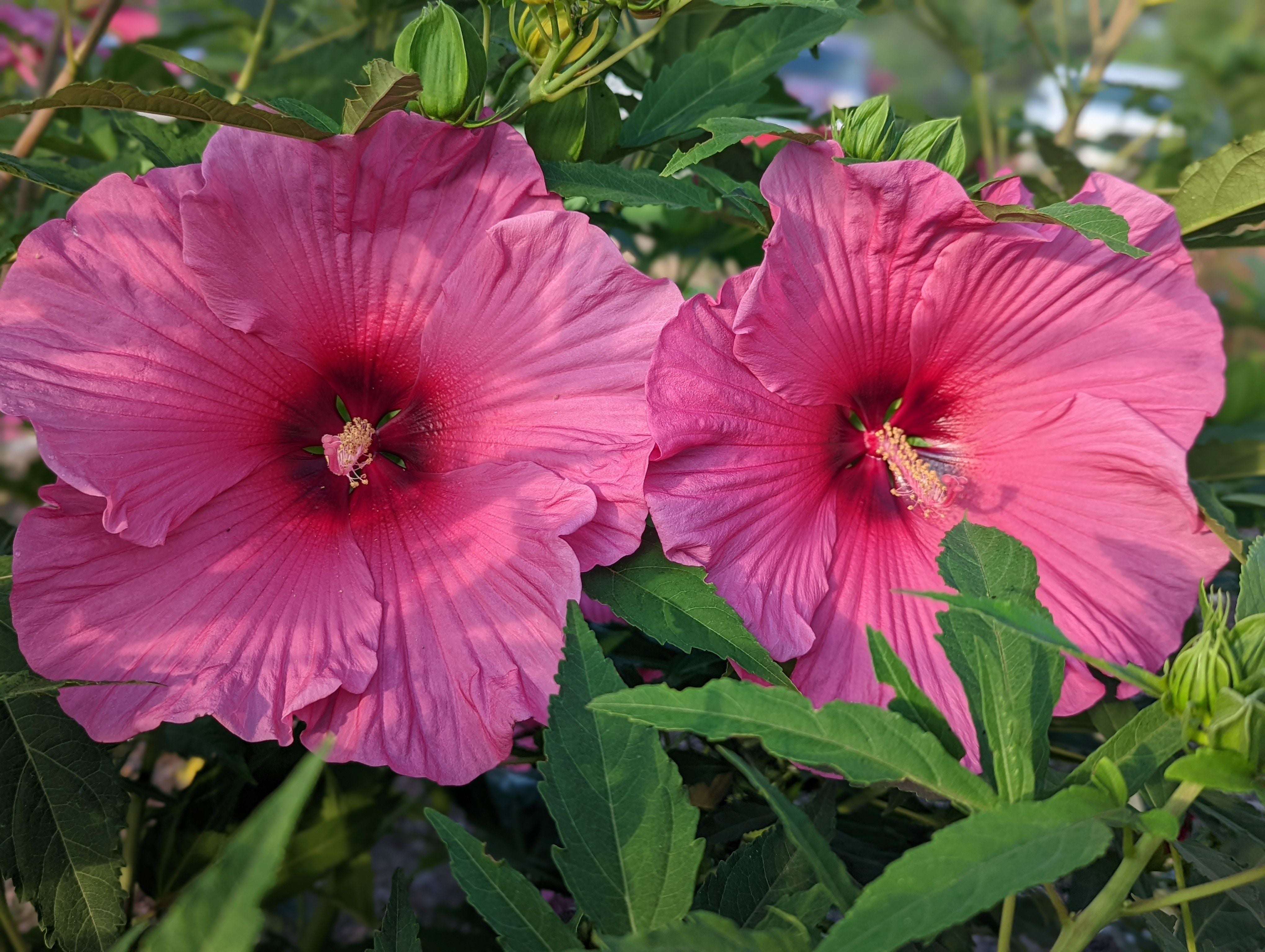 Raspberry Glace™ - Summer Spice® Hardy Hibiscus - 2 Gallon
