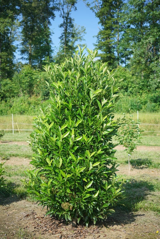 Viburnum Yardline® - 2 Gallon