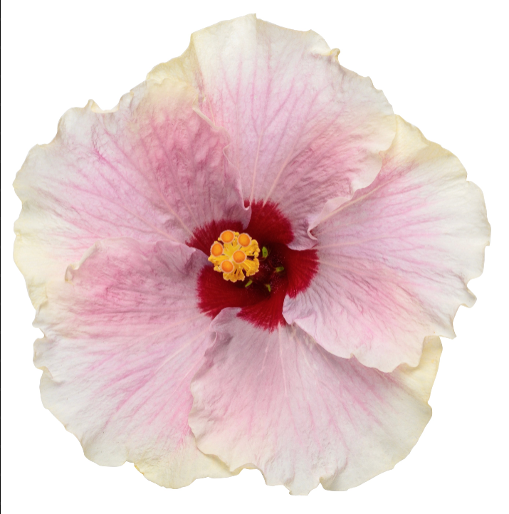 Hollywood Hibiscus® America’s Sweetheart™ - Quart