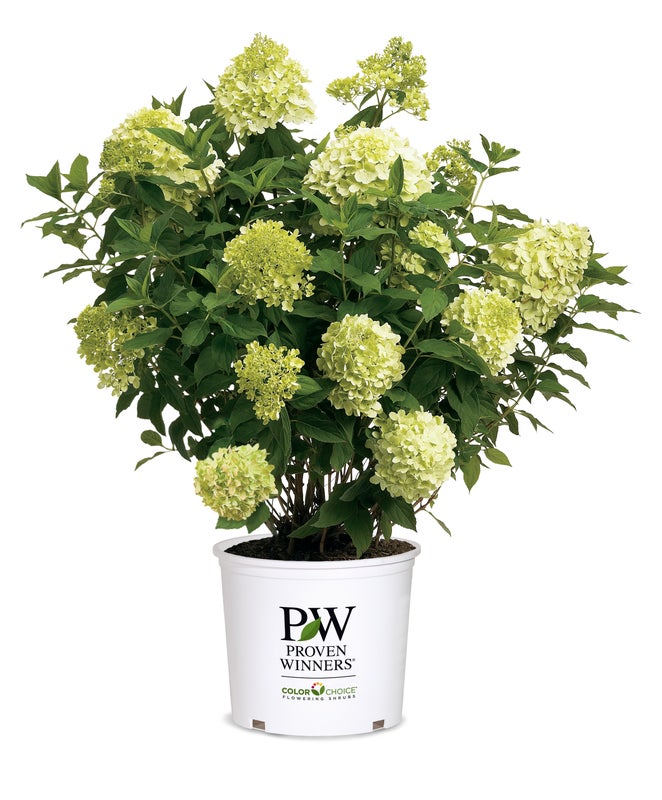 Proven Winners Limelight Prime Panicle Hydrangea