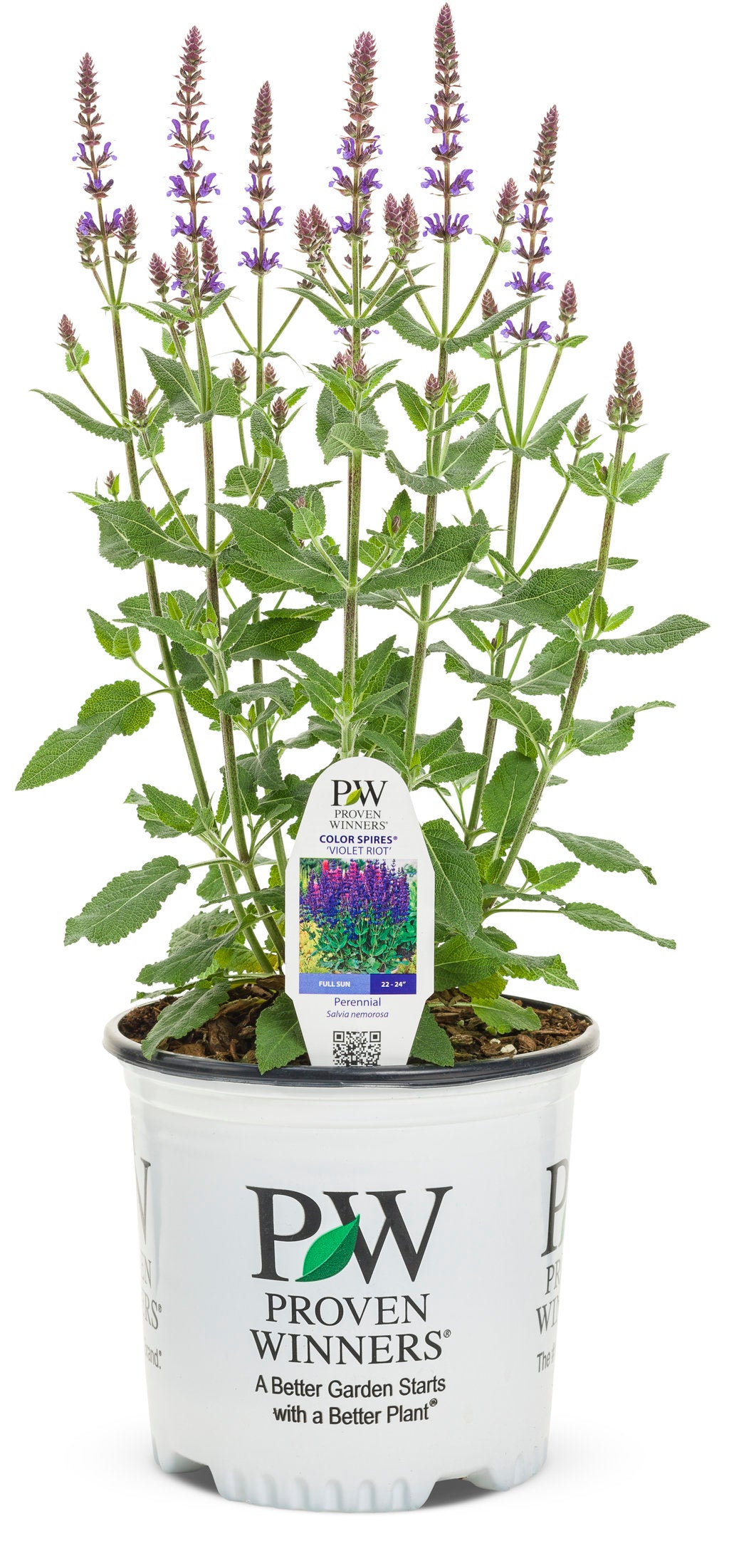 Violet Riot - Color Spires® Perennial Salvia PW - 1 Gallon