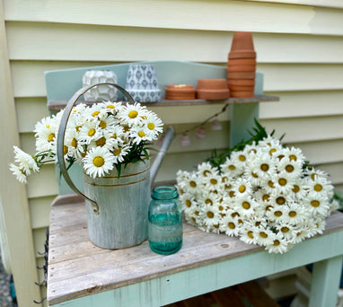 Shasta Daisy Leucanthemum Amazing Daisies Daisy May