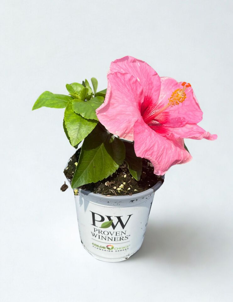 Talk of the Town™ (Formerly Trophy Wife™) Hollywood® Hibiscus Quart