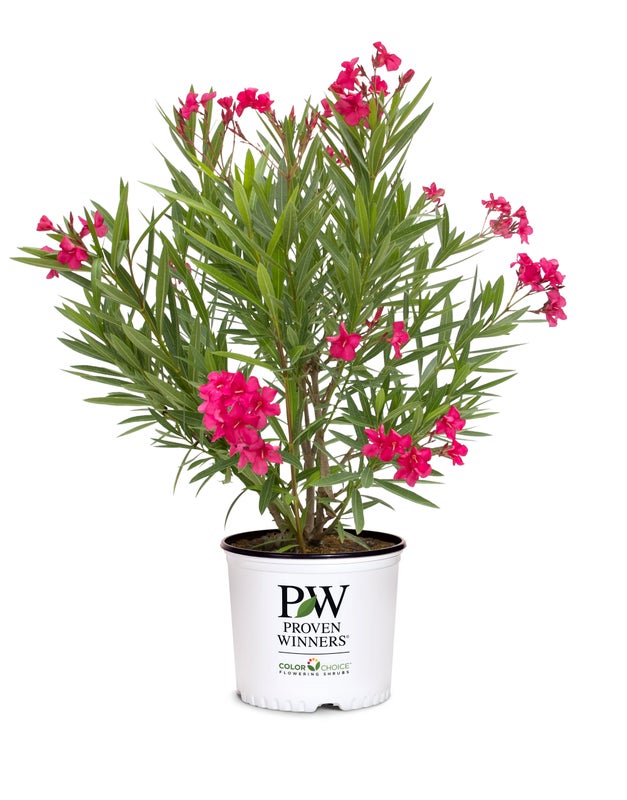 Austin Pretty Limits® Oleander Nerium PW - 2 Gallon