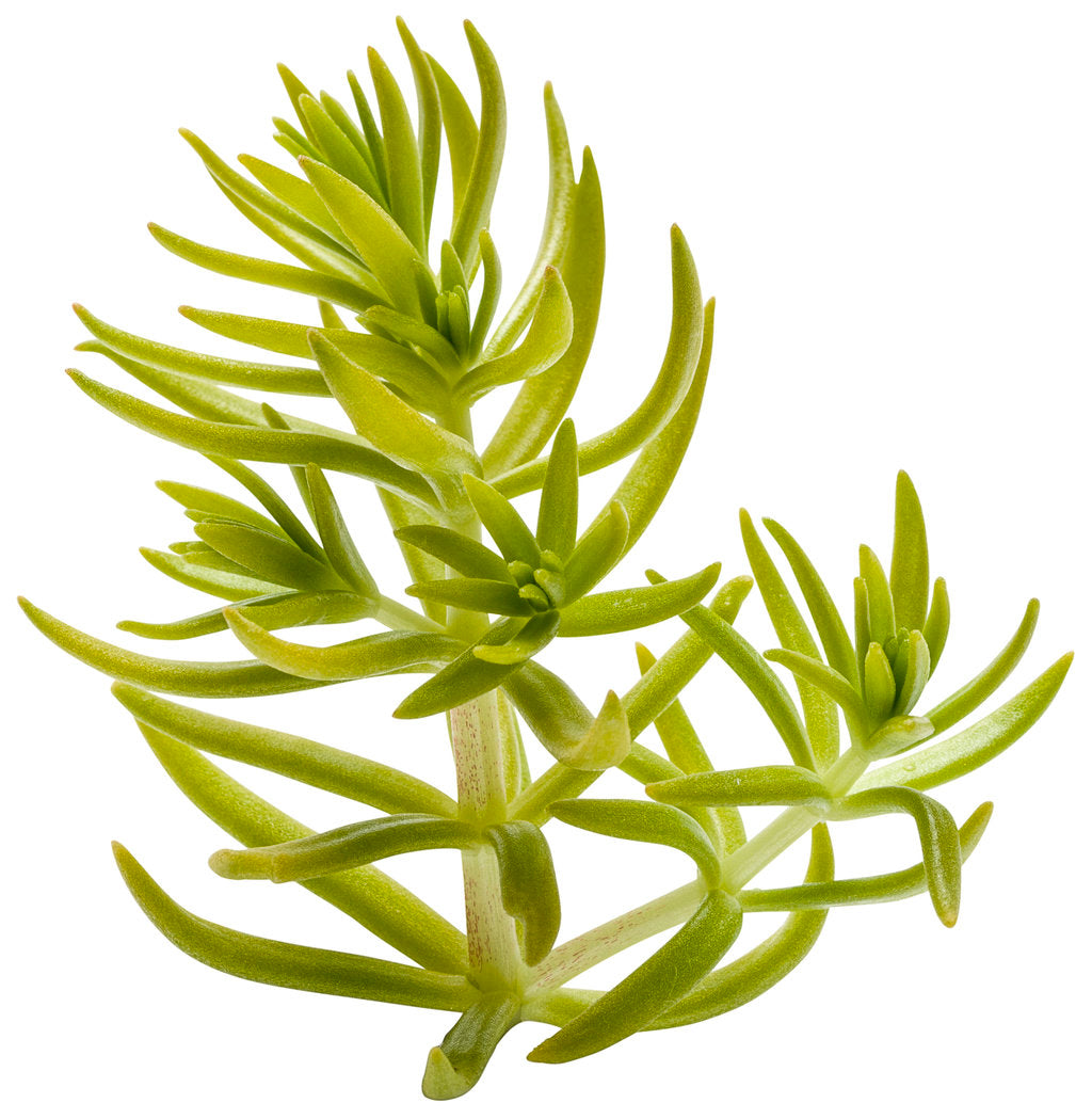 Sedum Lemon Coral® - 1 Gallon