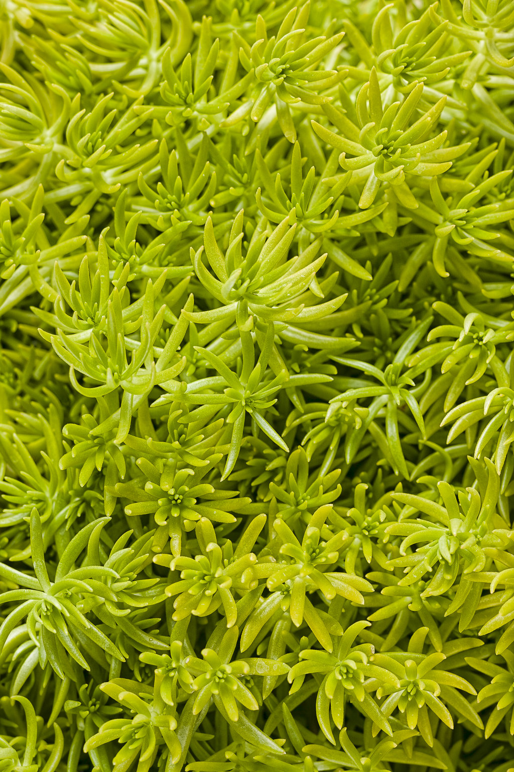 Sedum Lemon Coral® - 1 Gallon | J. Berry Nursery
