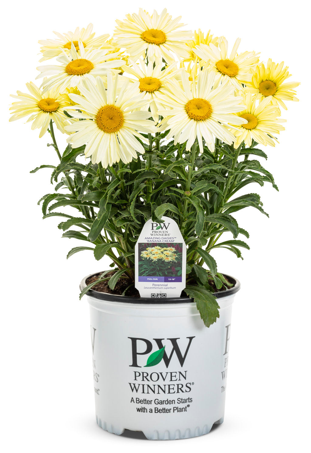Banana Cream® - Perennial Shasta Daisy PW - 1 Gallon