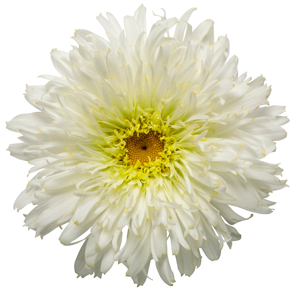 Shasta Daisy Amazing Daisies® Marshmallow - 1 Gallon