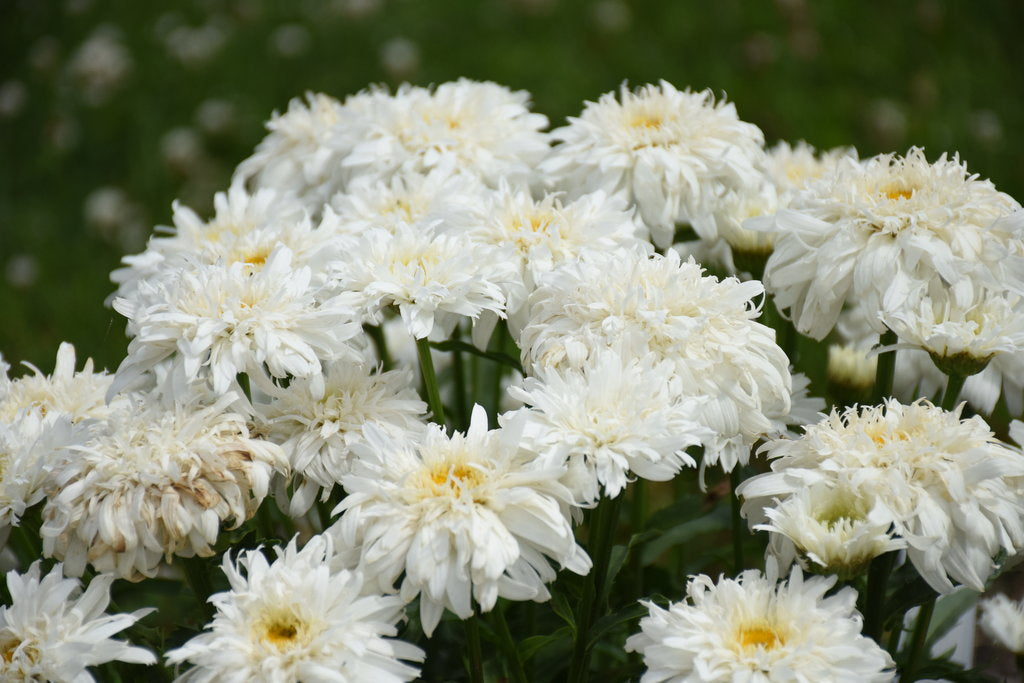 Shasta Daisy Amazing Daisies® Marshmallow - 1 Gallon