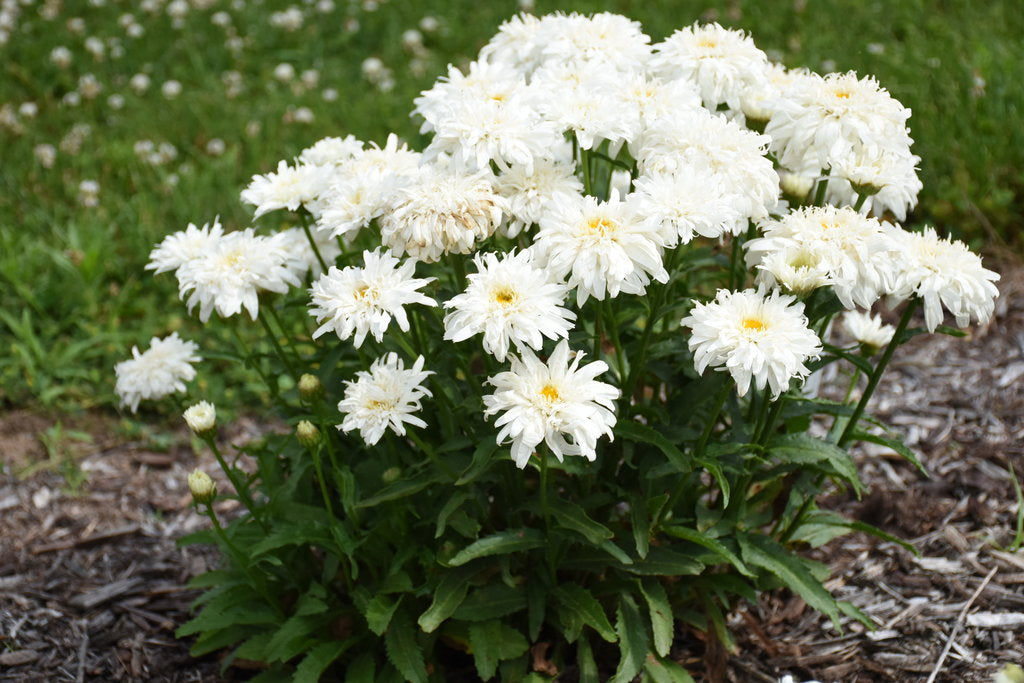 Shasta Daisy Amazing Daisies® Marshmallow - 1 Gallon