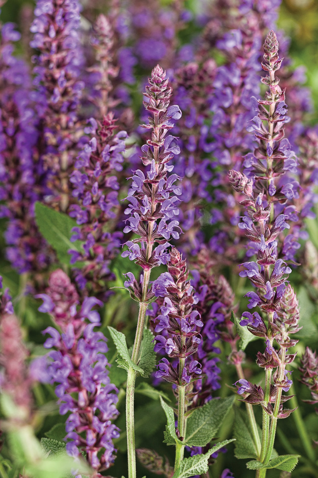 Violet Riot - Color Spires® Perennial Salvia PW - 1 Gallon
