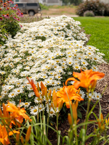 Shasta Daisy Leucanthemum Amazing Daisies Daisy May - 1 Gallon