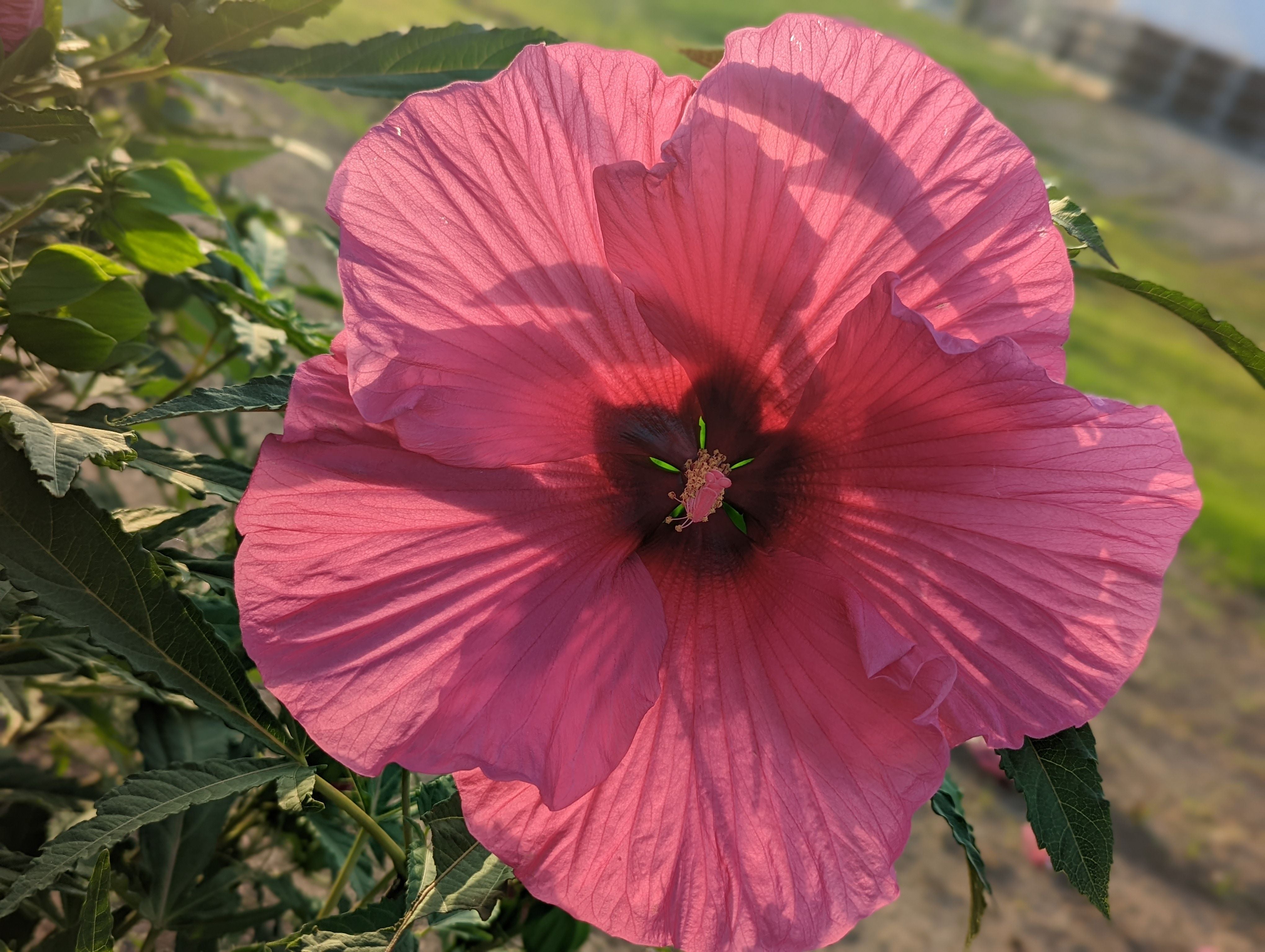 Raspberry Glace™ - Summer Spice® Hardy Hibiscus - 2 Gallon