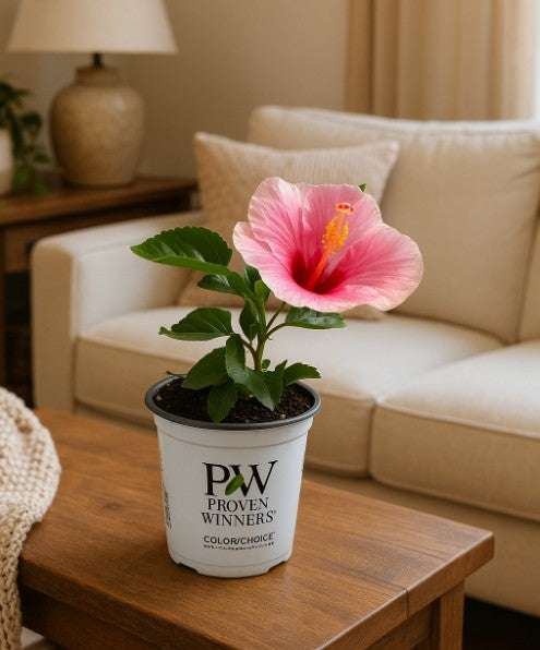 Hollywood Hibiscus® America’s Sweetheart™ - Quart