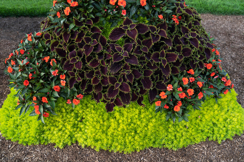 Sedum Lemon Coral® - 1 Gallon