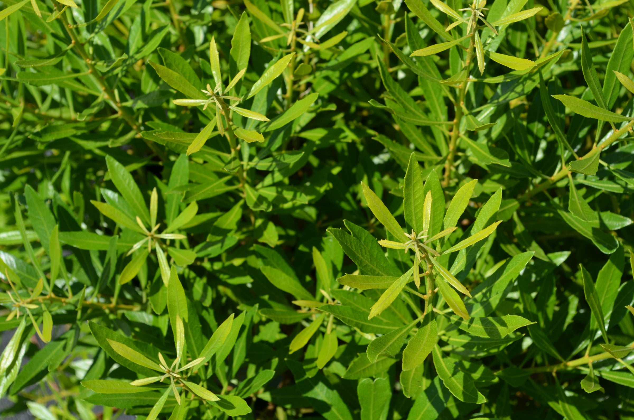 Crape Myrtles | J. Berry Nursery