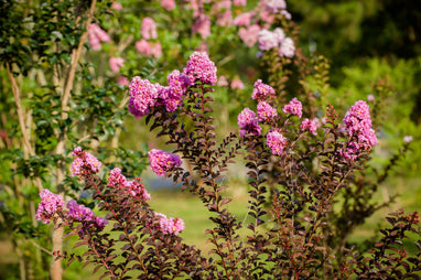 lavender lace tree Black Diamond 2 Gal. Lavender Lace Deciduous Crape Myrtle Tree