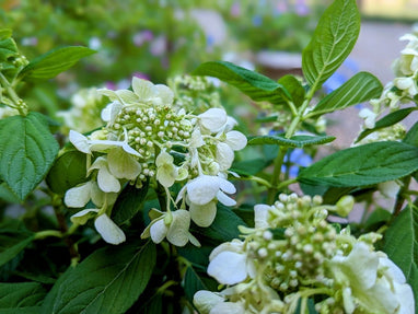Hydrangea pan. Bee Happy - 2 Gallon | J. Berry Nursery