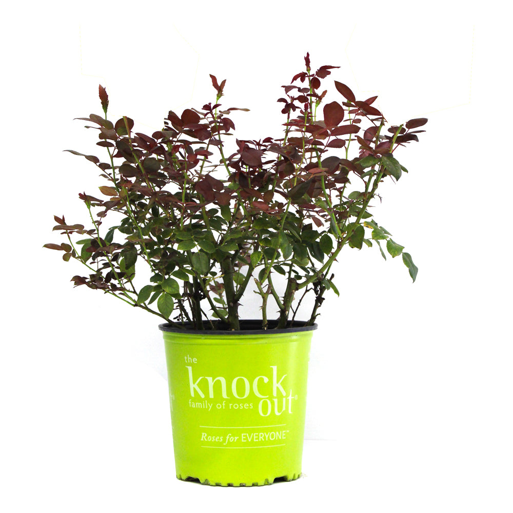 Pink Double Rose - Knock Out® - 2 Gallon
