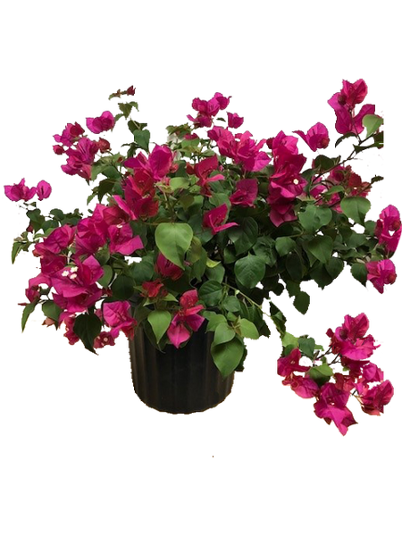 Bougainvillea Barbara Karst - 2 Gallon | J. Berry Nursery