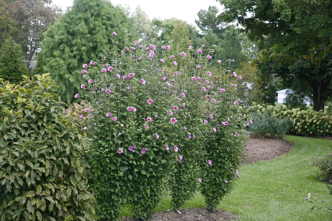 Purple Pillar® Rose of Sharon Hibiscus PW - 2 Gallon