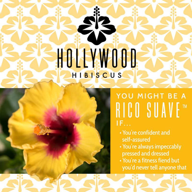 Rico Suave™ - Hollywood® Hibiscus - 1 Gallon