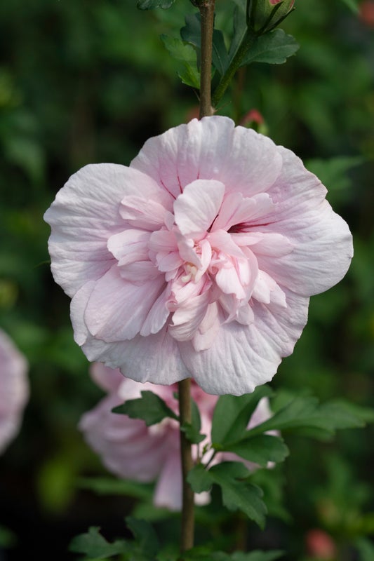 Pink Chiffon® Rose of Sharon Hibiscus PW - 2 Gallon