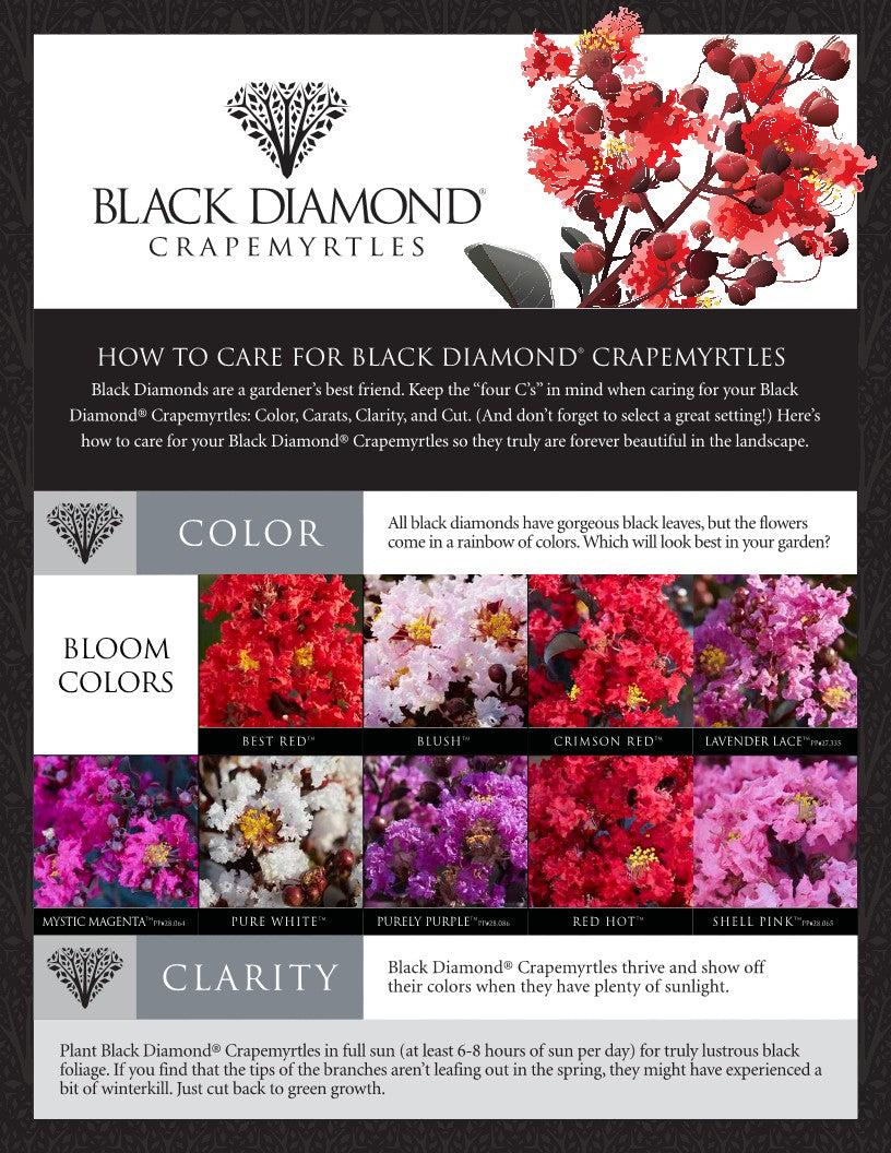 Pavé Pink™ Black Diamond® Dwarf Crape Myrtle - 2 Gallon