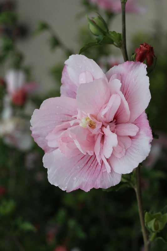 Pink Chiffon® Rose of Sharon Hibiscus PW - 2 Gallon