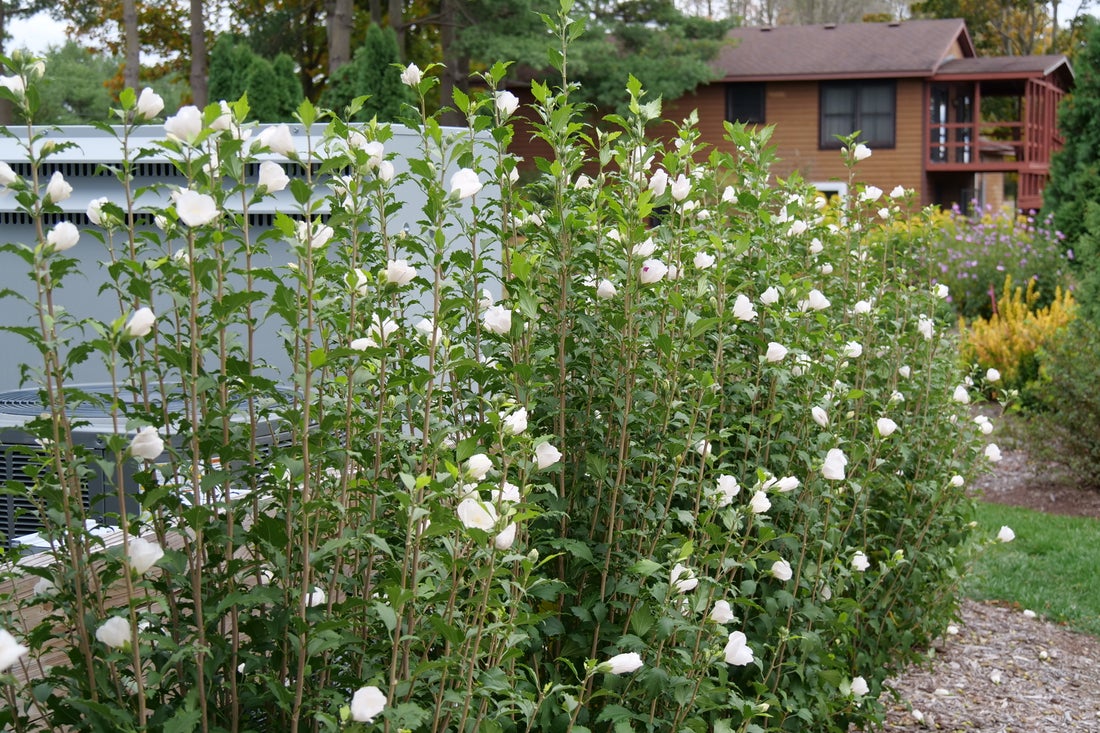 White Pillar® Rose of Sharon Hibiscus - 2 Gallon