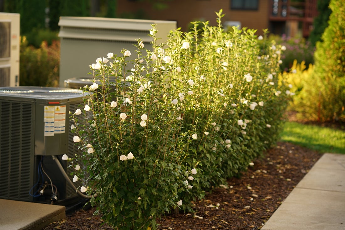 White Pillar® Rose of Sharon Hibiscus - 2 Gallon