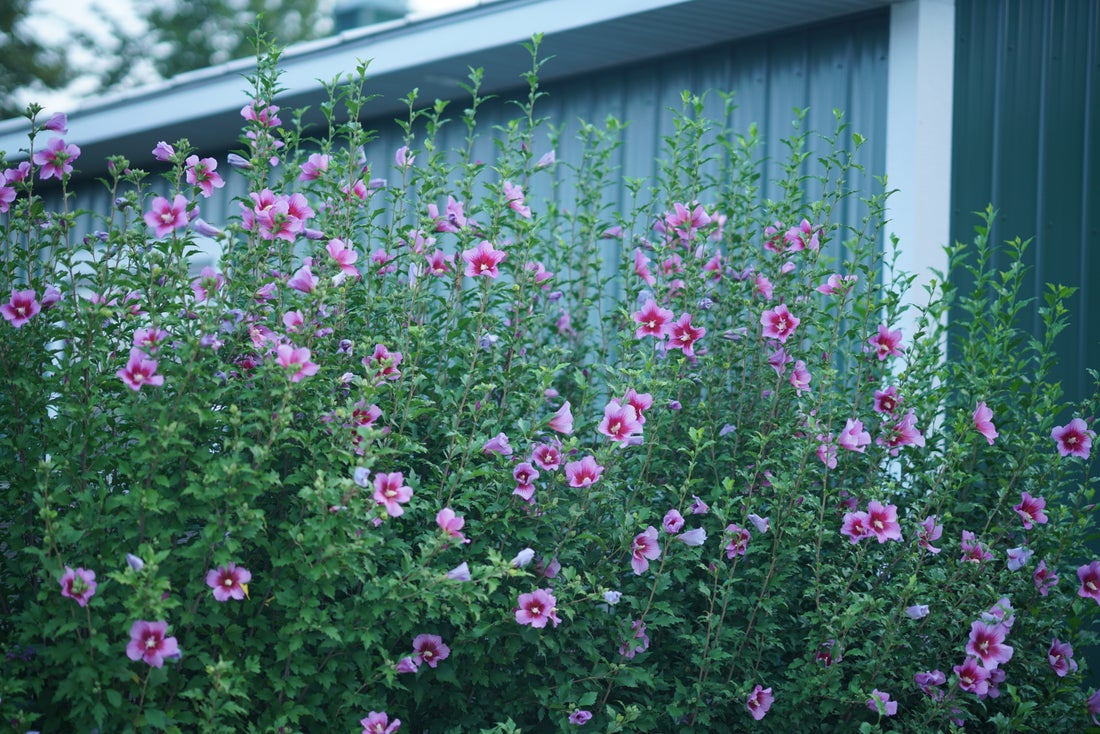 Purple Pillar® Rose of Sharon Hibiscus PW - 2 Gallon