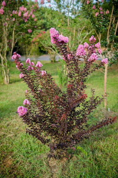 black lavender plant Black Diamond 2 Gal. Lavender Lace Deciduous Crape Myrtle Tree