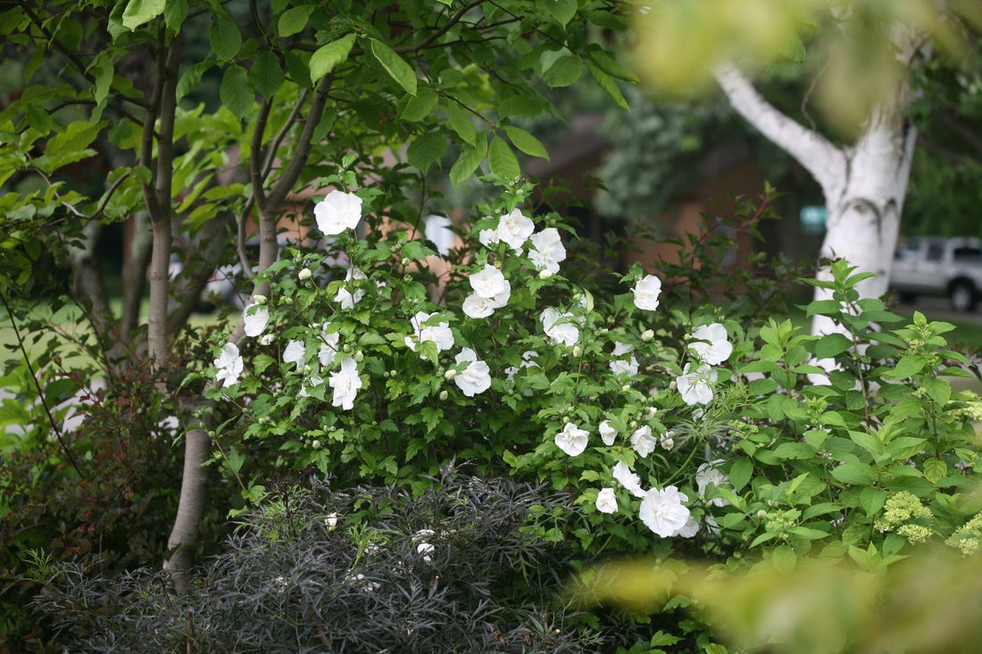 Althea Rose of Sharon White Chiffon® - 2 Gallon