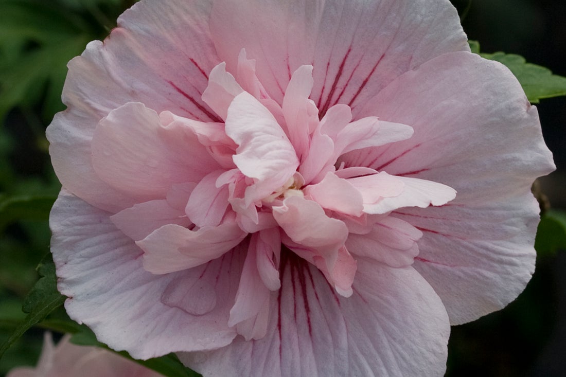 Pink Chiffon® Rose of Sharon Hibiscus PW - 2 Gallon